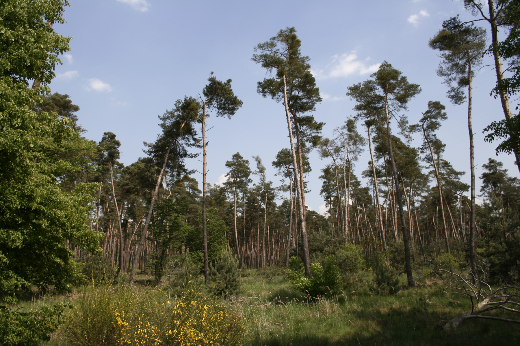 Forschungsprojekt zur Zukunft der Wälder startet