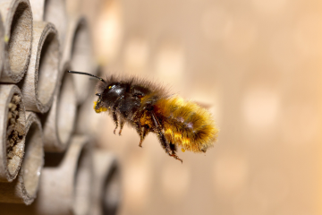 Eintauchen in die faszinierende Welt der Wildbienen - Image