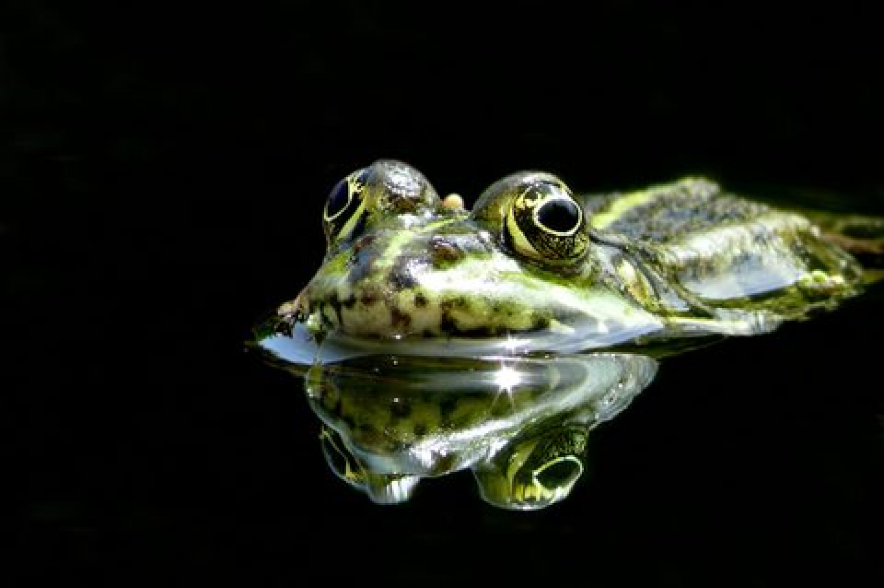 Vorsicht Krötenwanderung - bald geht´s los!