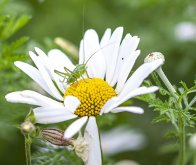 Kostenlose Wildblumensamen für Gütersloher Gärten - Image