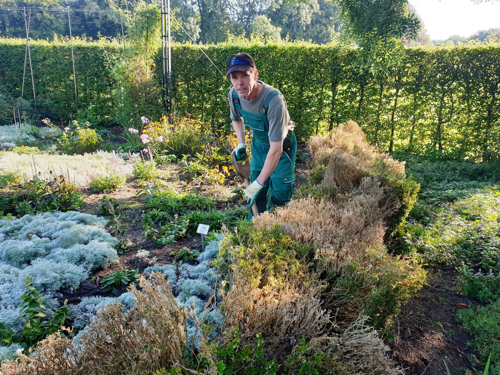 Buchsbaumhecken im Botanischen Garten in Gütersloh weichen Alternativen