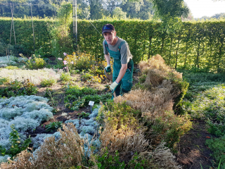 Buchsbaumhecken im Botanischen Garten in Gütersloh weichen Alternativen - Image