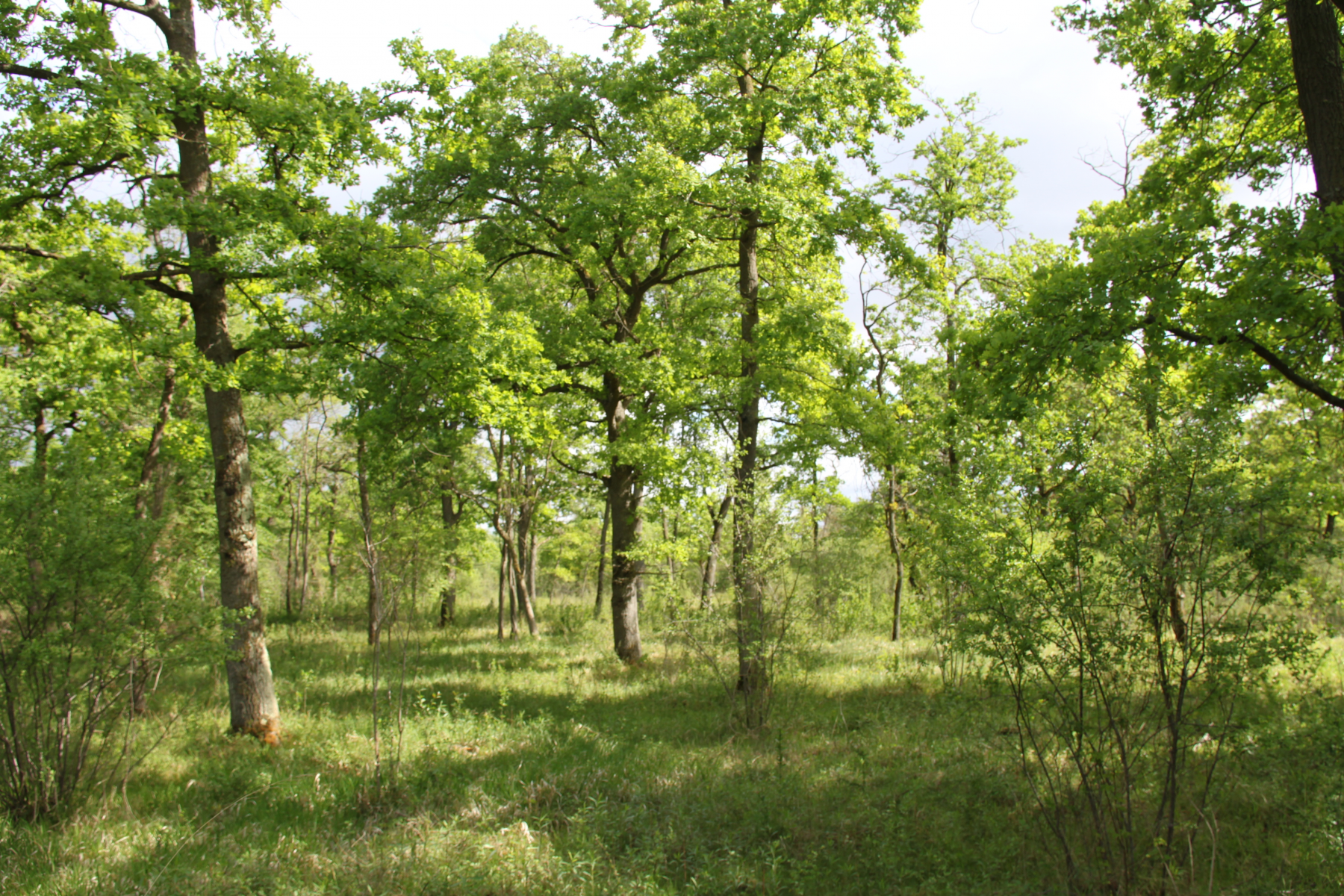 Naturschutzfachlich wertvolle Eichenwälder sind charakteristisch für das geplante Naturschutzgebiet „Trockenaue Neuenburg“. Foto: Regierungspräsidium Freiburg