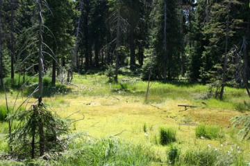 Moor-Revitalisierung in der Modellregion Westerzgebirge - Image