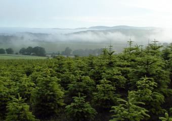  Ihr Vögelein, kommet: Weihnachtsbaumkulturen für gefährdete Arten wertvoll - Image