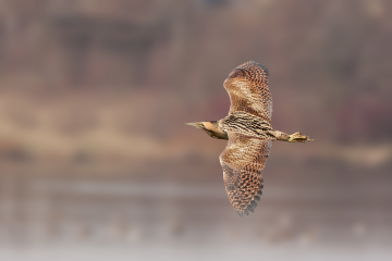 Zuschüsse für Natur – und Umweltschutzprojekte - Image