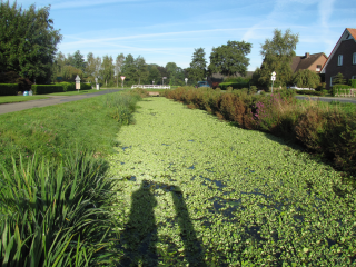 Kein Wassersalat in die Wieken - Image