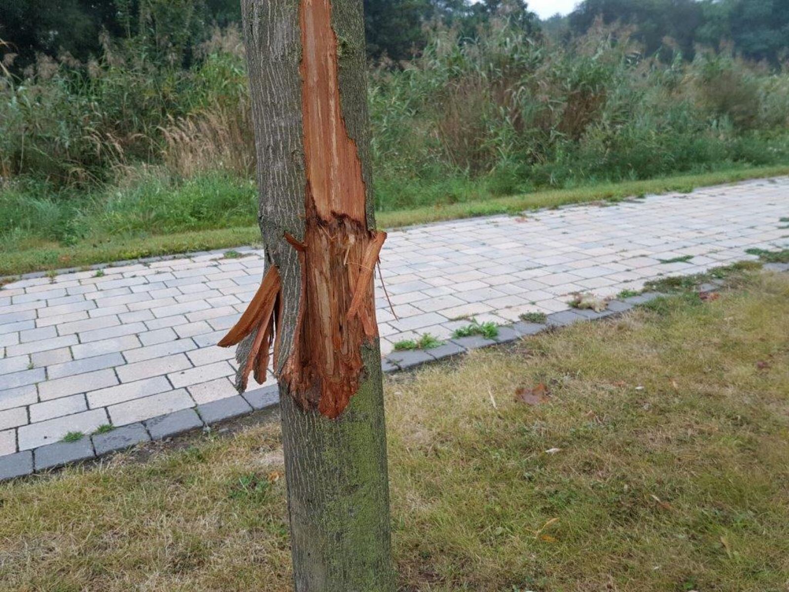 Baumfrevel im Hanauer Bürgerpark Hochgericht