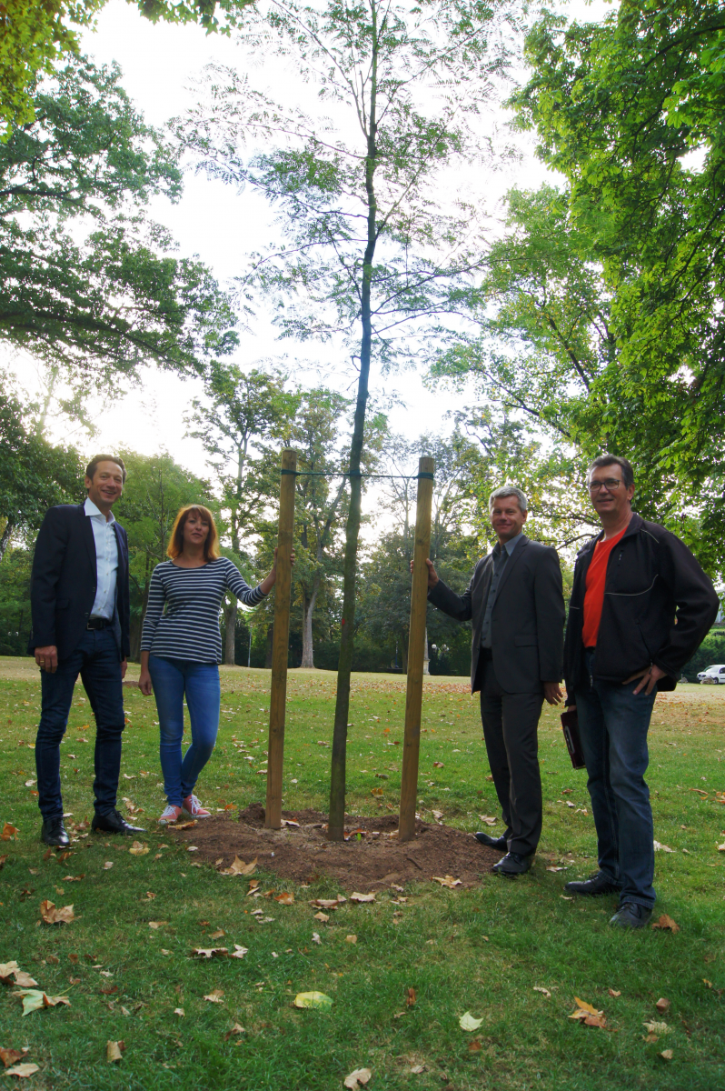 Fast 200 Bäume im Hanauer Stadtgebiet nachgepflanzt