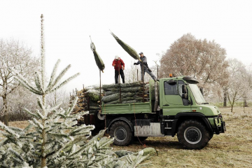 Weihnachtsbaumtransport mit Unimog