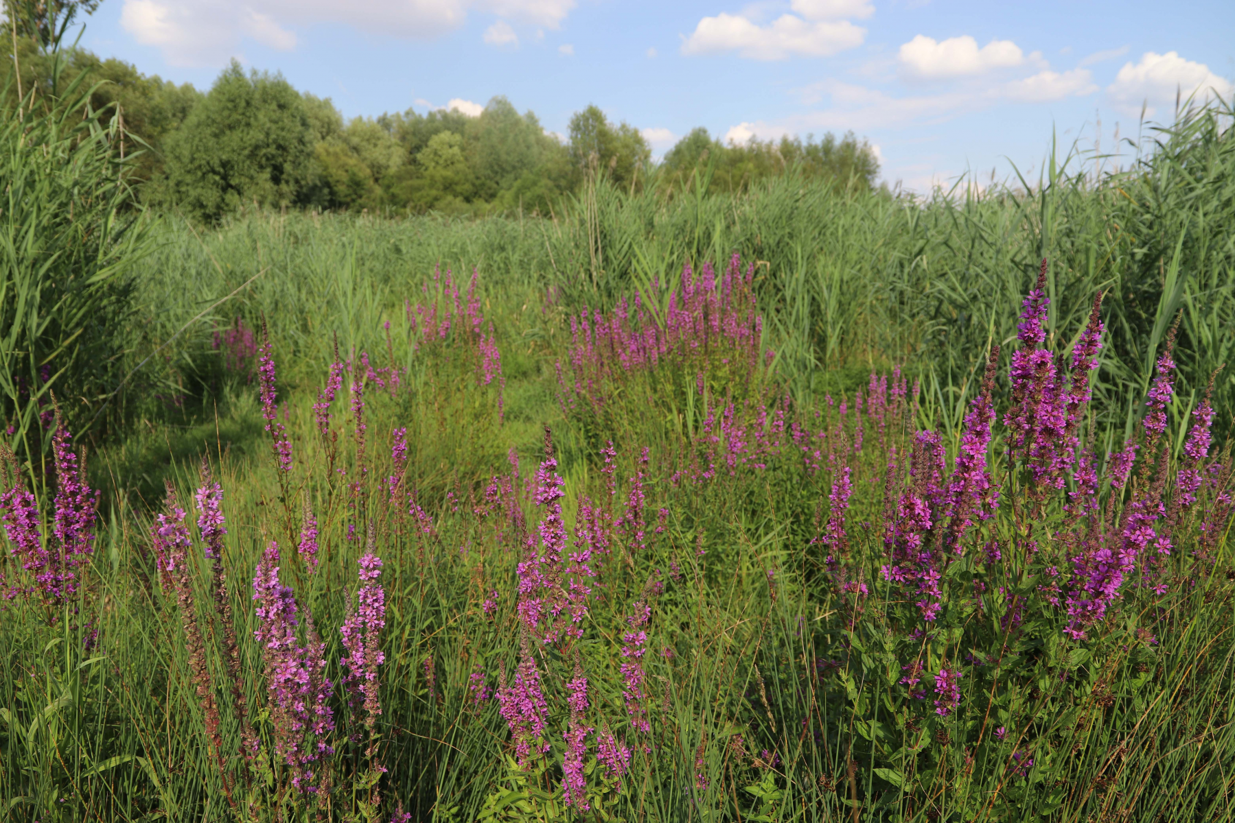 Wasserbüffel fördern Flora und Fauna 