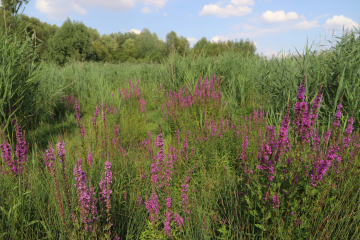 Wasserbüffel fördern Flora und Fauna  - Image