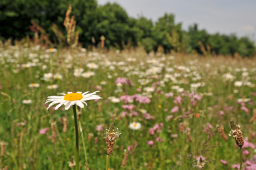 #Bocholt wirbt für mehr Wildblumen - Image