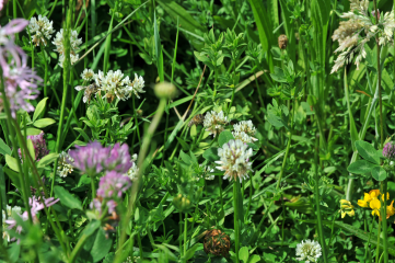 #Bocholt wirbt für mehr Wildblumen