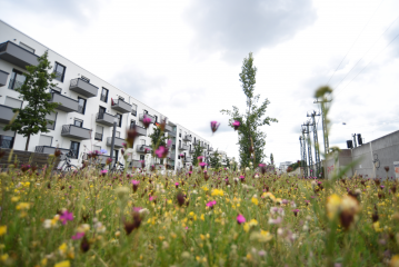 Mehr Blumenwiesen für mehr Insekten in der Stadt - Image