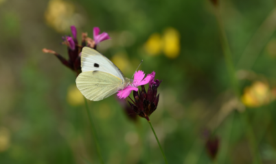 Mehr Blumenwiesen für mehr Insekten in der Stadt