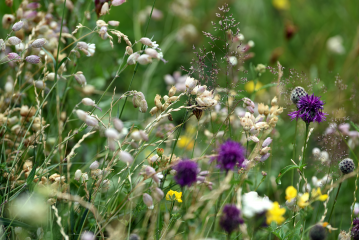 Mehr Blumenwiesen für mehr Insekten in der Stadt