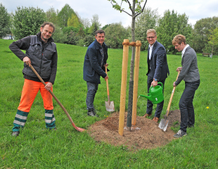 Weg der Jahresbäume in Bocholt - Ess-Kastanie gepflanzt - Image