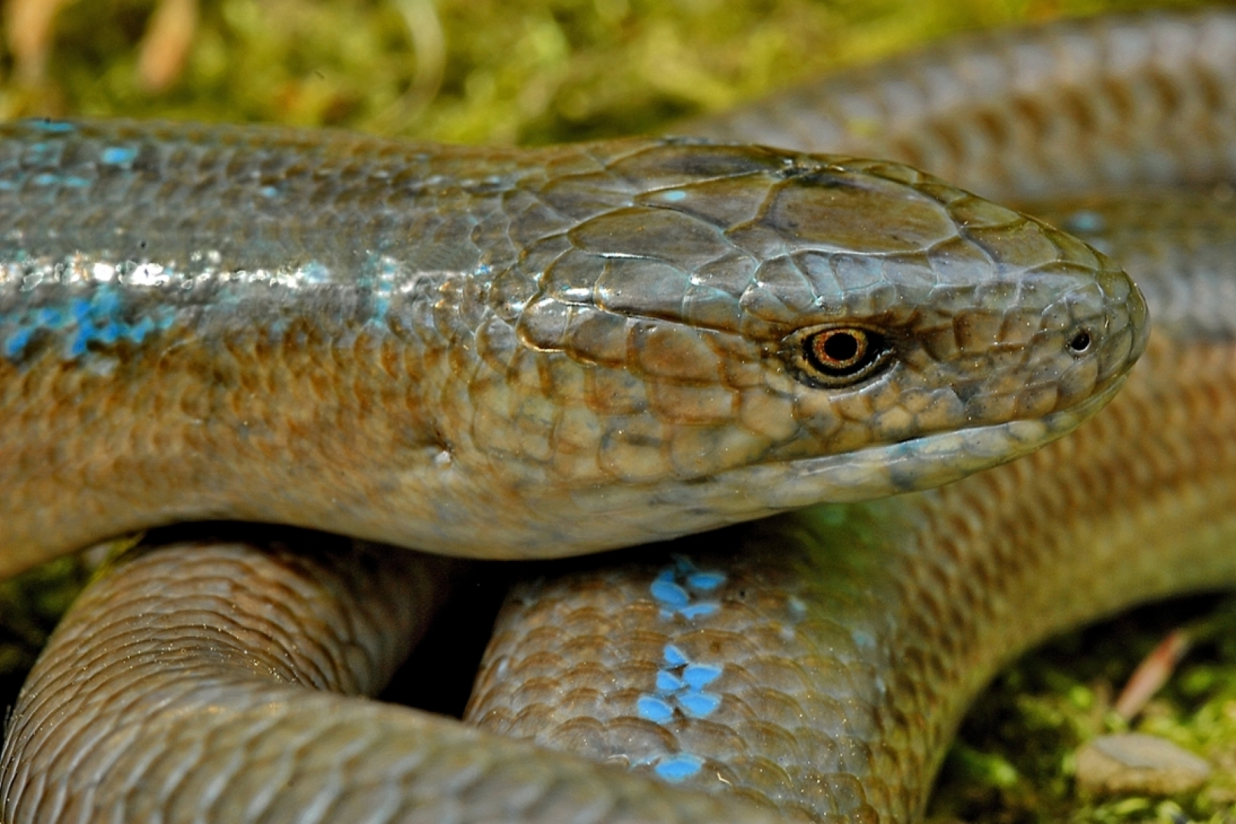 Sächsische Echsen, Schlangen und Schildkröten