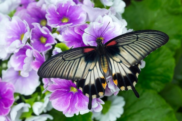 Ausstellung tropischer Schmetterlinge im Botanischen Garten Augsburg. Bildnachweis: Foto: Norbert Liesz