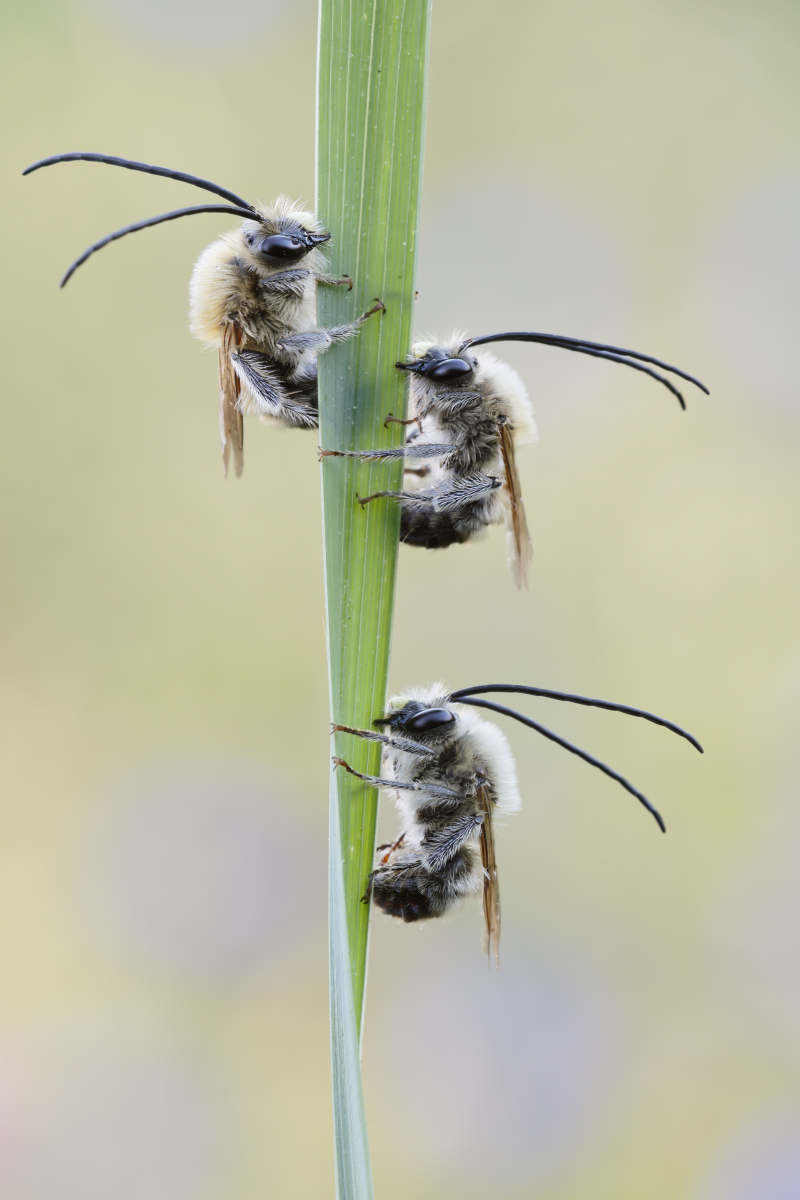 Christoph Sieradzki, naturfotografie.la (Verwendung mit Quellenangabe honorarfrei)