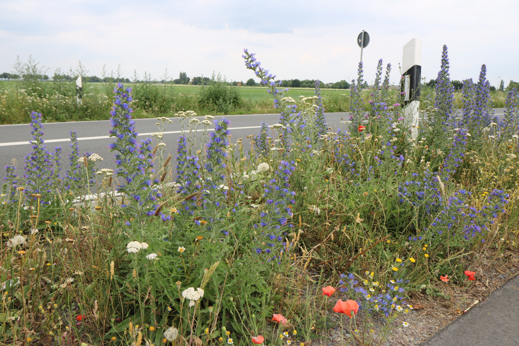 Naturschutz an Kreisstraßen