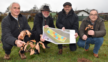 Forschungsprojekt in Waldau: 500 Eichen für den Wald der Zukunft - Image