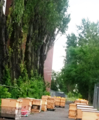 Brandenburger Bienen fliegen auf Berliner Linden! - Image