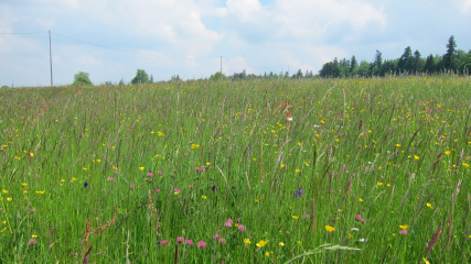 Entwurf des Natura 2000-Managementplans für das FFH-Gebiet „Eyach oberhalb Neuenbürg“ liegt vor - Image