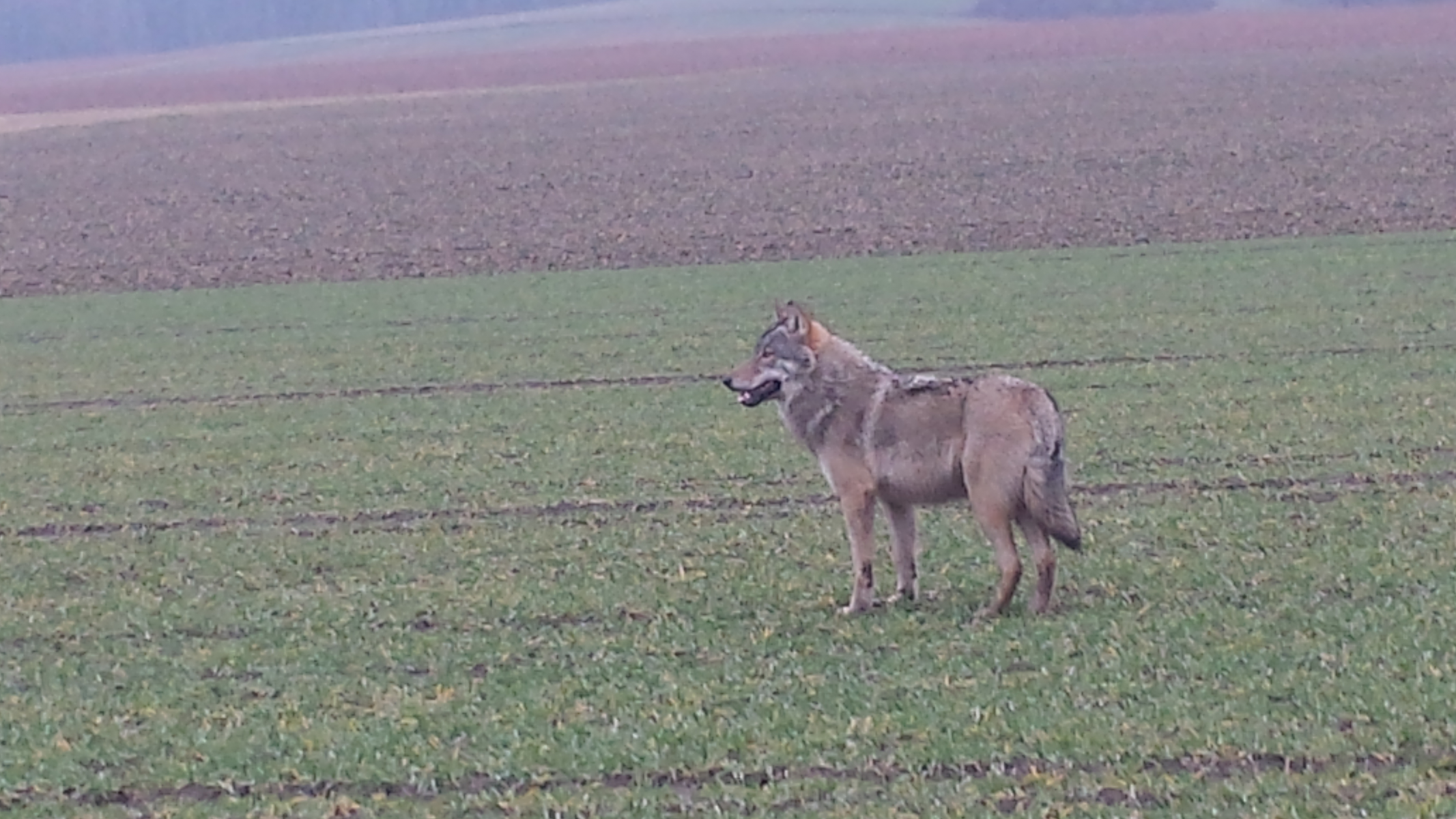 Land bestätigt ersten Wolfs-Nachweis in NRW im Jahr 2017