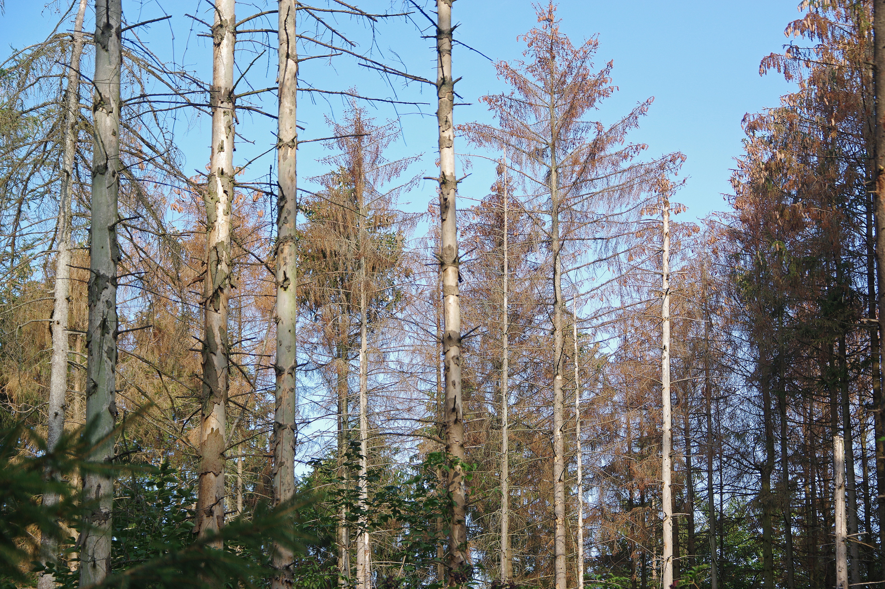 Nach dem Sturm kommt der Käfer