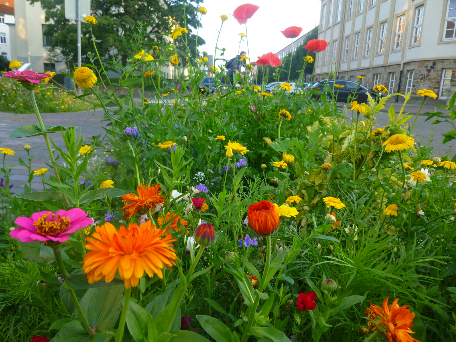 Oldenburg blüht und summt bald wieder