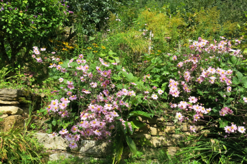 Mitmachen beim dritten Naturgartenwettbewerb: Anmeldungen noch bis 30. Juni möglich - Image