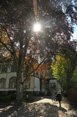 Förderprogramm für ökologisch wertvolle Bäume in Bocholt - Image