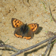 Biodiversitätsstrategie des Kreises Steinfurt ab sofort digital und analog erhältlich - Image