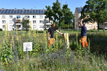 Neue Brutmöglichkeiten in Hanau - Image