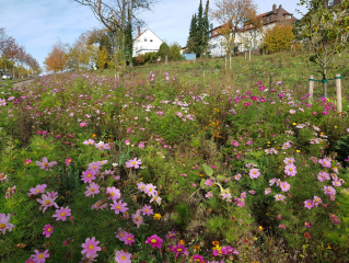 Blumenschmuckwettbewerb: - Image