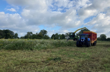 Naturschutz, Landwirtschaft und Jägerschaft vereint: Kreis Steinfurt unterstützt Blühflächenprojekt jährlich mit 80.000 Euro - Image