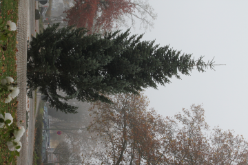 HIS lässt wieder 26 Weihnachtsbäume in Hanau aufstellen