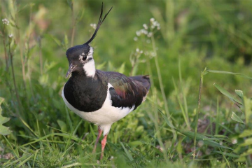 Feldvogelschutz im Kreis Unna - Image