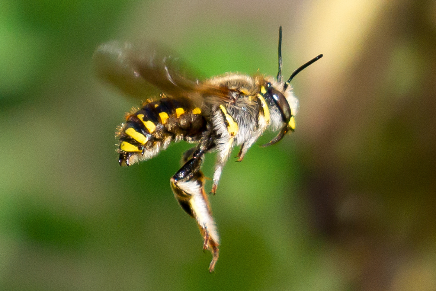 Hummeln, Bienen und weitere Insekten gesucht