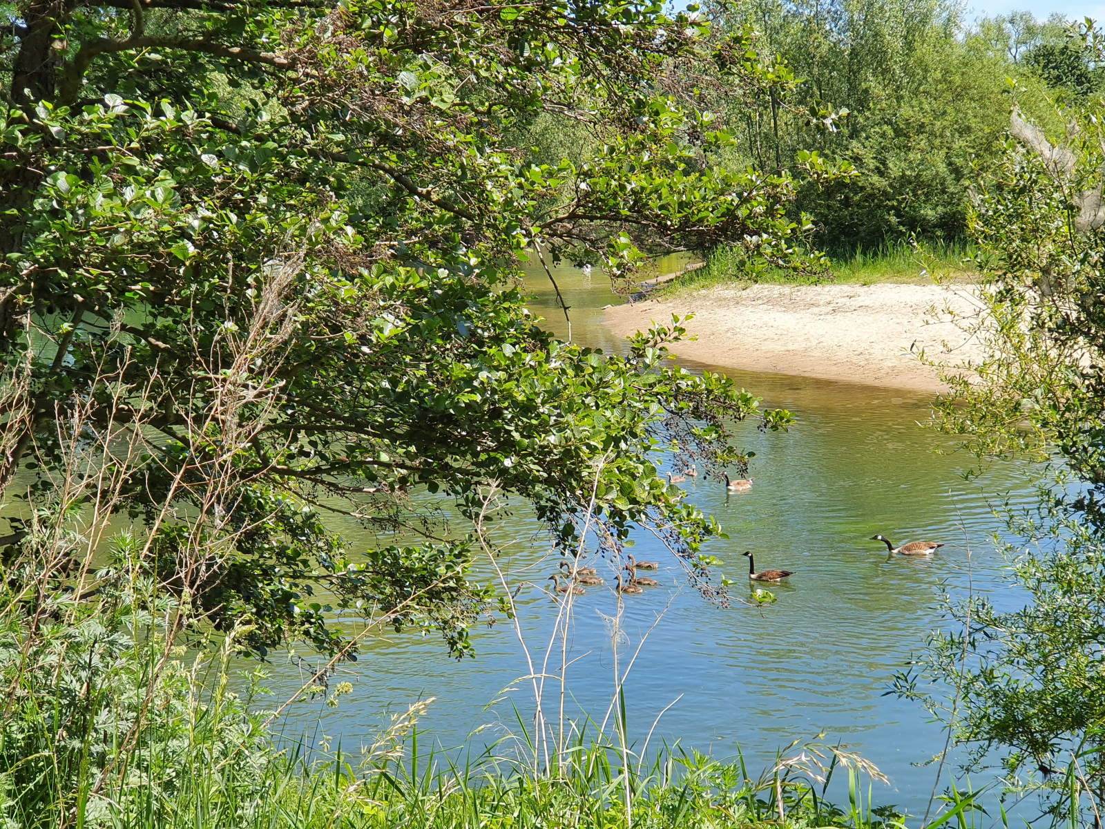 Steh-Paddler:innen stören Fauna und Flora