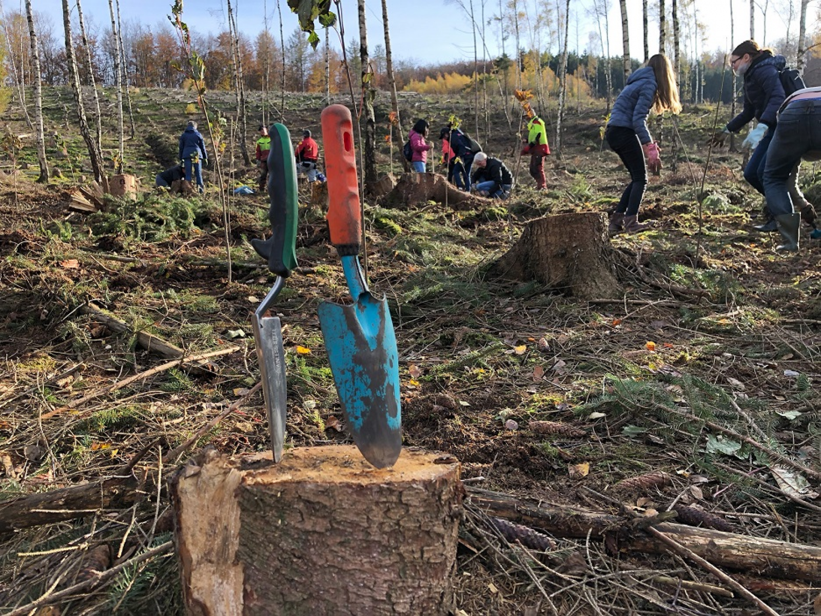 Arnsberg forstet auf – Bäume pflanzen für die Zukunft