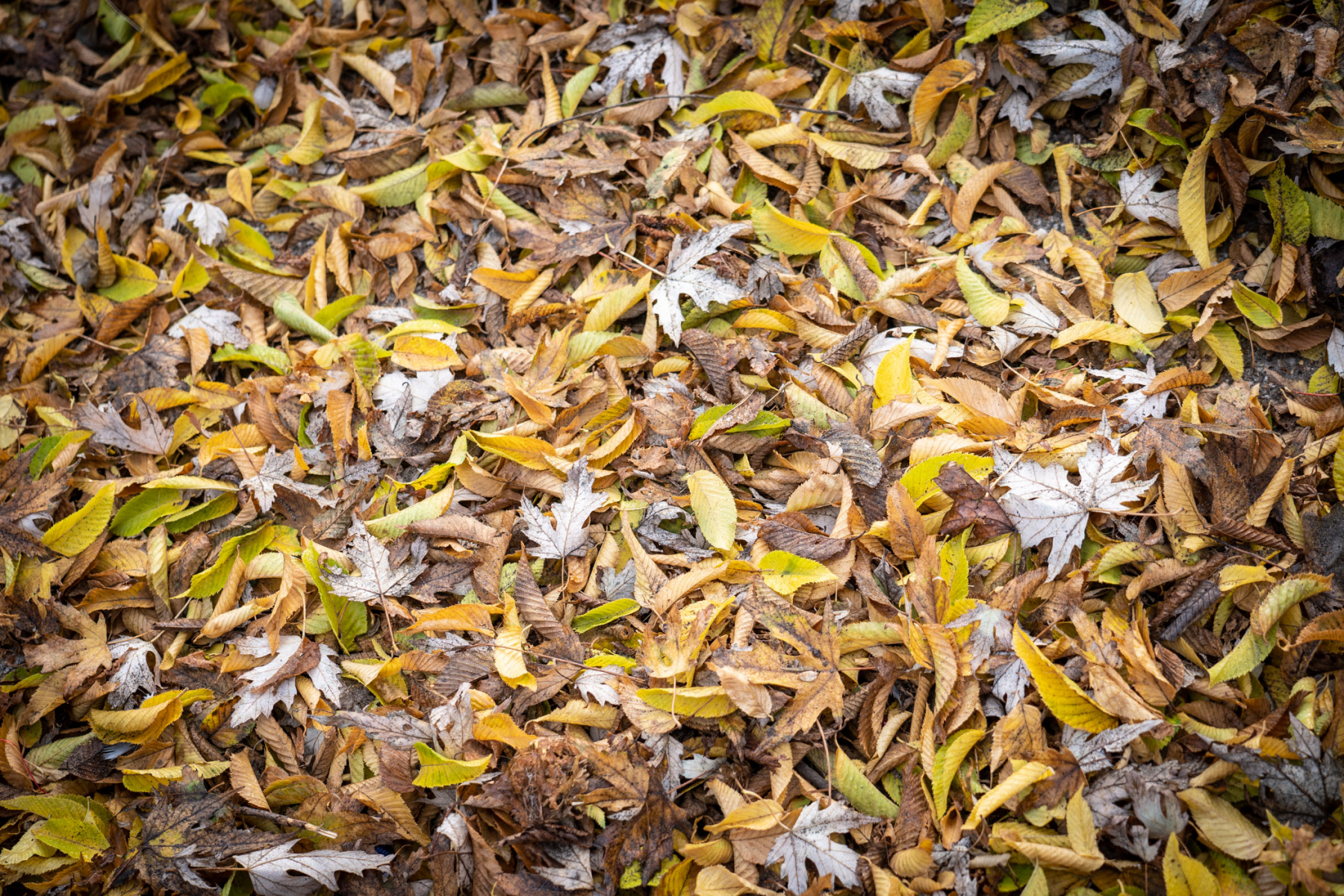 Für das Herbstlaub gibt's die Laubtonne vom ESB (Copyright: Stadt Bocholt)