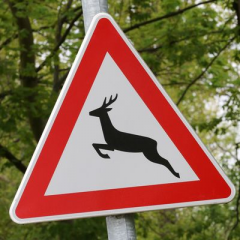 Rehe und Wildschweine auf Nahrungssuche: Besondere Vorsicht im Straßenverkehr nötig - Image