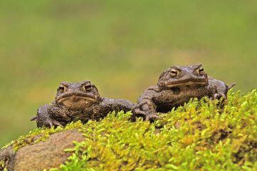 Amphibienschutzzäune erneut ein voller Erfolg - Image