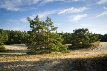 Waldbrandgefahr: Landkreis Grafschaft Bentheim erlässt Waldbrandverordnung - Image