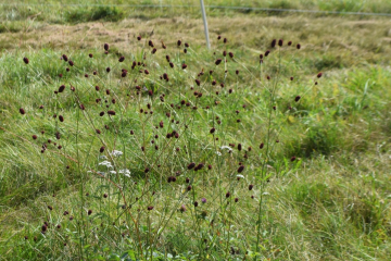 Großer Wiesenknopf auf Mähwiese in Wellaune (Nordsachsen)(© LaNU)