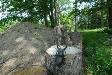 Hirschkäfer im Gerolfinger Eichenwald © Stadt Ingolstadt / Schneider