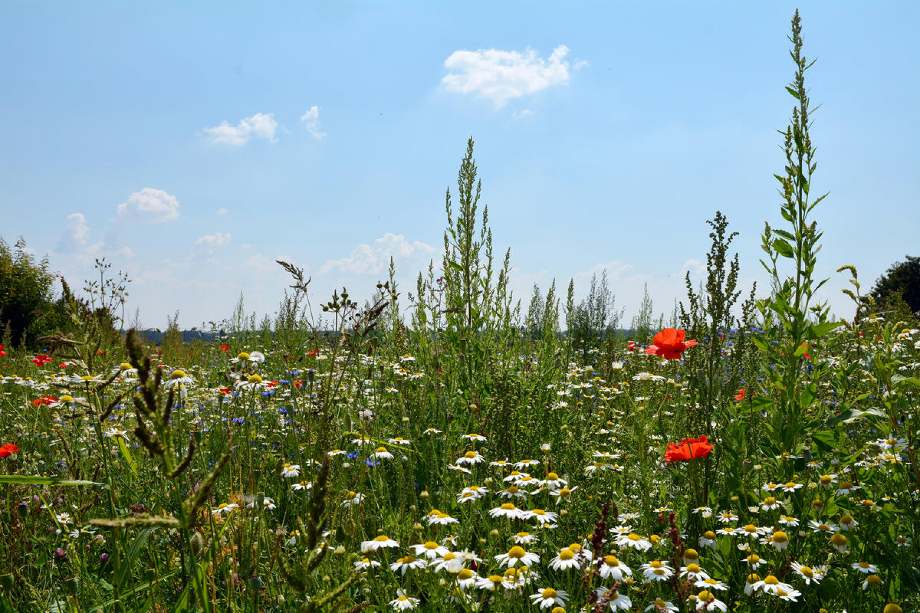 © Stadt Ingolstadt / Betz